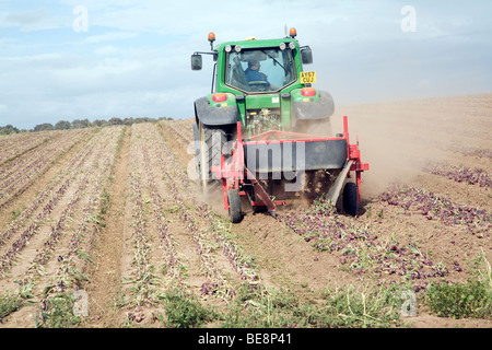 Traktor Ernte Zwiebeln, Capel St Andrew, Suffolk, England Stockfoto