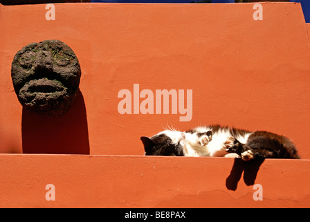 Schlafende Katze am Museo Frida Kahlo, auch bekannt als die Casa Azul, oder blaues Haus, Coyoacán, Mexiko-Stadt Stockfoto