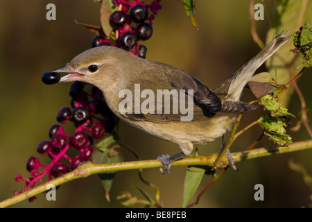 Tuinfluiter Zittend Op Tak Volgeladen erfüllt Besjes. Gardenwarbler sitzt auf einem Zweig mit Beeren geladen. Stockfoto