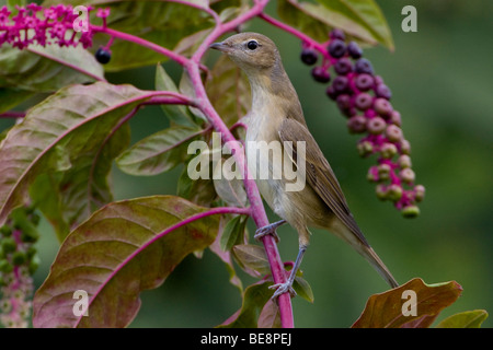 Tuinfluiter Zittend Op Tak Volgeladen erfüllt Besjes. Gardenwarbler sitzt auf einem Zweig mit Beeren geladen. Stockfoto