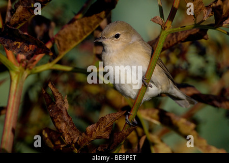 Tuinfluiter Zittend Op Tak Volgeladen erfüllt Besjes. Gardenwarbler sitzt auf einem Zweig mit Beeren geladen. Stockfoto