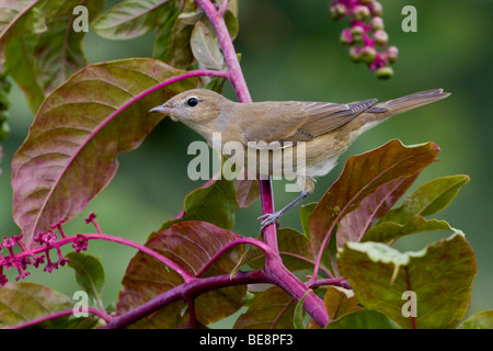 Tuinfluiter Zittend Op Tak Volgeladen erfüllt Besjes. Gardenwarbler sitzt auf einem Zweig mit Beeren geladen. Stockfoto