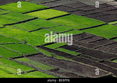 Reisfelder in Antsirabe, zentralen Hochland, Madagaskar, Afrika Stockfoto