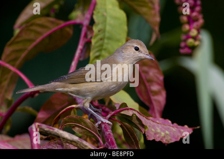 Tuinfluiter Zittend Op Tak Volgeladen erfüllt Besjes. Gardenwarbler sitzt auf einem Zweig mit Beeren geladen. Stockfoto