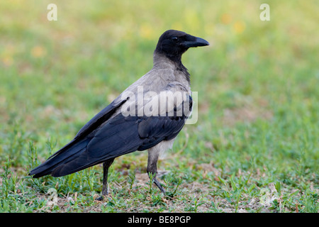 Bonte Kraai Staand in Het Gras. Mit Kapuze Krähe in einem Feld Gras stehen. Stockfoto