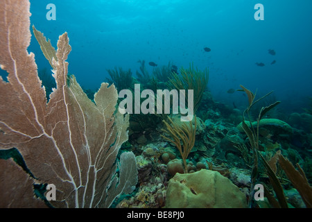 Gemeinsamen Gorgonien (Gorgonia Ventalina) und Fisch auf einem Coral reef, Bonaire, Niederländische Antillen. Stockfoto