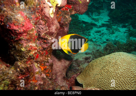 Rock-Schönheit (Holacanthus Tricolor) schwimmen über Korallenriff. Stockfoto