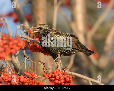 Een Spreeuw Eet Besjes van de Amerikaanse Lijsterbes.A gemeinsamen Starling essende Beeren der amerikanischen Eberesche Stockfoto