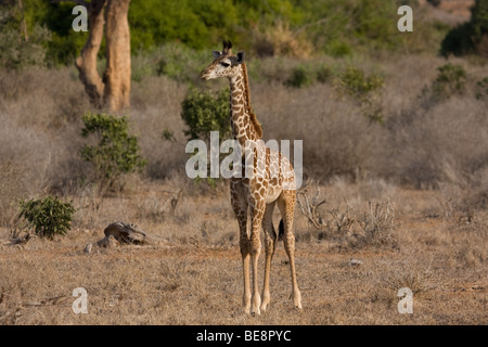 Ein Baby Giraffe stehend betrachten etwas nach rechts in den Tsavo East Nationalpark in Kenia. Stockfoto