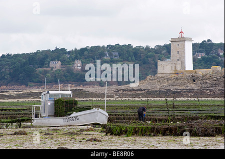 Oyster Farmer in der Bucht von Morlaix, Finistère, Bretagne, Frankreich, Europa Stockfoto