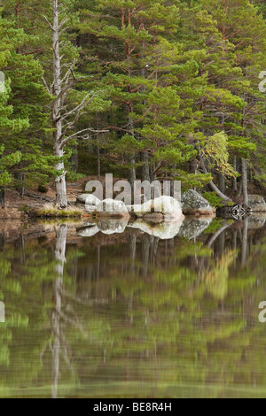 Caledonian Pinienwald spiegelt sich in das Stille Wasser des Loch Garten, Cairngorms National Park, schottischen Highlands, Uk Stockfoto