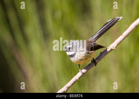 New Zealand Fantail (Rhipidura Fuliginosa) auf einem Ast, Christchurch, Neuseeland Stockfoto