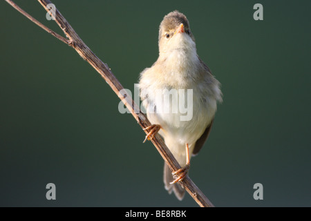 Bosrietzanger (Acrocephalus Palustris) Op Tak, Belgien Marsh Warbler (Acrocephalus Palustris) auf Ast, Belgien Stockfoto