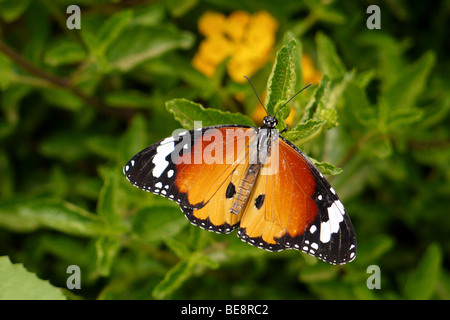 Geringerem feurige Kupfer (Lycaena Thersamon) Schmetterling Stockfoto