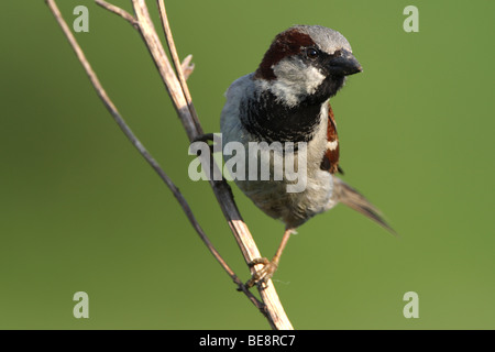 Männliche Haus / gemeinsame Spatz (Passer Domesticus) auf die Suche, Belgien Stockfoto