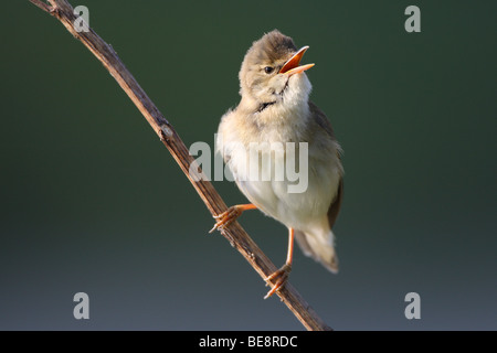 Zingende Bosrietzanger (Acrocephalus Palustris) Op Tak, Belgien Gesang Marsh Warbler (Acrocephalus Palustris) auf Ast, Belgien Stockfoto