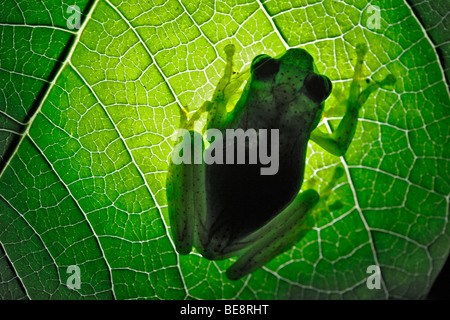 Frosch (Heterixalus Betsileo) auf Blatt, Ranomafana, Madagaskar, Afrika Stockfoto