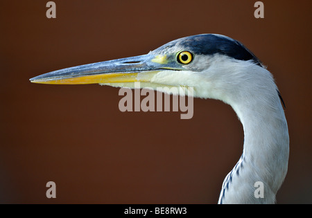 Graureiher (Ardea Cinerea), portrait Stockfoto