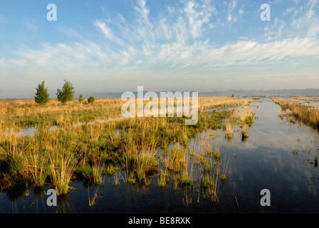 Renaturierte moor, Breitenburger Moor Sumpf, Schleswig-Holstein, Deutschland, Europa Stockfoto