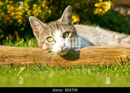 Hauskatze in der Wiese liegend Stockfoto