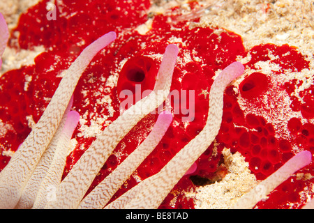 Riesige Anemone (Condylactis Gigantea) auf roter Schwamm. Stockfoto