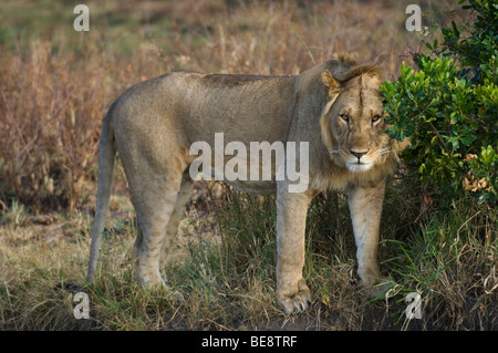 Löwe (Panthero Leo), Masai Mara National Reserve, Kenia Stockfoto