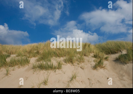 Sanddünen in Le Touquet, Frankreich Stockfoto