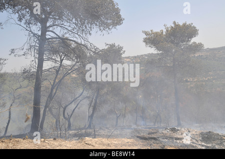 Israel, Carmel Berg, Shekef Wald, Feuerwehrleute löschen einen Waldbrand begann durch Brandstiftung 12. September 2009 Stockfoto