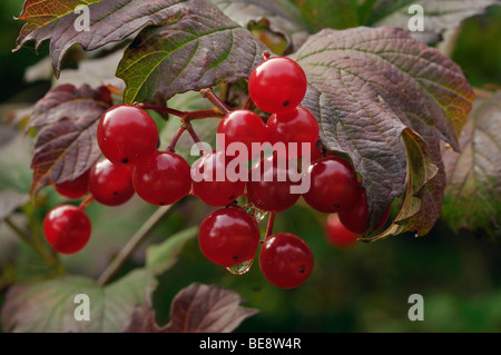 Guelder-Rose Beeren - Viburnum opulus Stockfoto