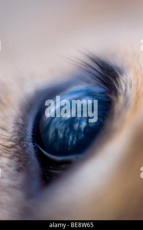 Oog van Dood Ree traf Weerspiegeling van Bos, Auge ein totes Reh mit dem Wald spiegeln sich darin Stockfoto