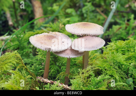 Vier rosige Bonnet - Mycena Rosea Pilze wachsen in Moos auf log Stockfoto