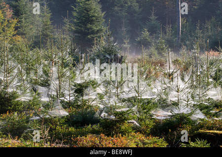 Spinnweben an jungen Fichten, Indian Summer, Allgäu, Bayern, Deutschland, Europa Stockfoto