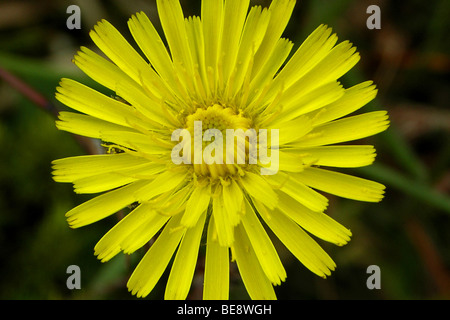 Vertakte Leeuwentand, Leontodon Autumnalis, Herbst hawkbit Stockfoto
