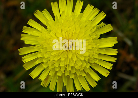 Vertakte Leeuwentand, Leontodon Autumnalis, Herbst hawkbit Stockfoto