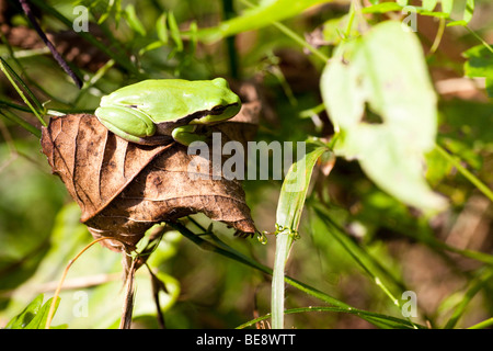 Europäischer Laubfrosch (Hyla Arborea) auf dem Waldboden gut getarnt Stockfoto