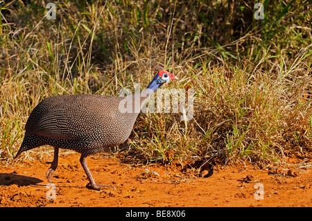 Behelmte Perlhühner (Numida Meleagris), Madikwe Game Reserve, Südafrika Stockfoto