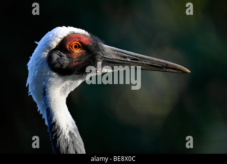 White-Himalaja-Kranich (Grus Vipio) Stockfoto