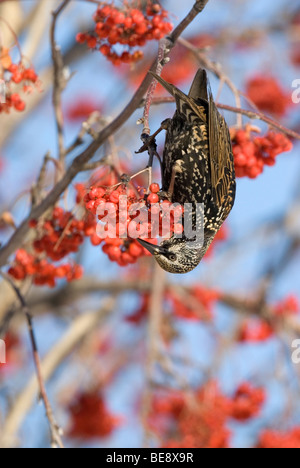 Een Spreeuw Eet Besjes van de Amerikaanse Lijsterbes, A Starling eine amerikanische Eberesche Beeren zu essen. Stockfoto