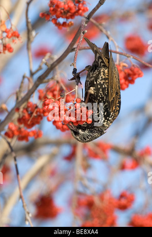 Een Spreeuw Eet Besjes van de Amerikaanse Lijsterbes, A Starling eine amerikanische Eberesche Beeren zu essen. Stockfoto