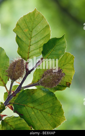 Buche Blätter und Früchte Muttern mit Fokus-Hintergrund Stockfoto