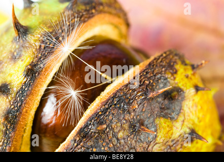 Herbst Kastanien mit Löwenzahnsamen auf Ahornblatt angeordnet Stockfoto