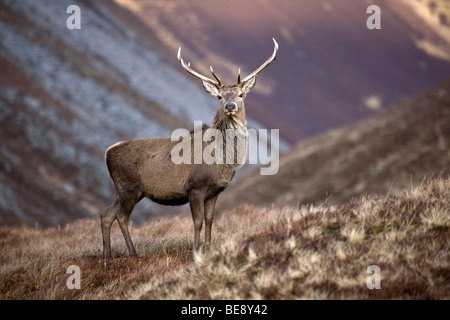 Rothirsch Cervus Elaphus in Alladale, Sutherland, Schottisches Hochland Stockfoto