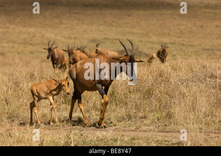 Topi (Damaliscus Lunatus Jimela) mit jungen, Masai Mara National Reserve, Kenia Stockfoto