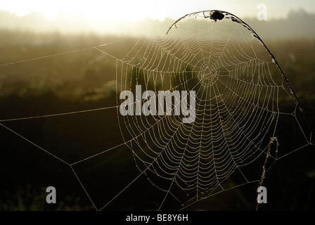 Web eines orb-web Spinne im Gegenlicht, breitenburger Moor Marsh, Schleswig-Holstein, Deutschland, Europa Stockfoto