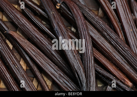 Vanille Kapseln (Vanilla Planifolia) trocknen, Manakara, Ostküste, Madagaskar, Afrika Stockfoto