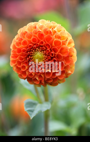 Orangenblüte ein Pompon Dahlie (Dahlia Hybrida) Stockfoto