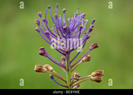 Kuifhyacint, Muscari Comosum, tassel hyacint Stockfoto