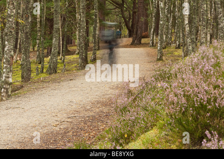 Radfahrer auf dem Weg der Spey in der Nähe von Aviemore, Cairngorm National Park schottischen Highlands, Uk Stockfoto