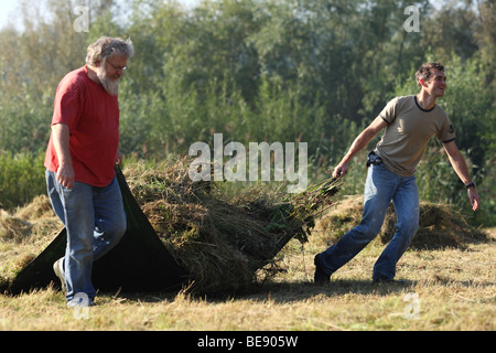 Natuurbeheer, Hooien in Hooiland in Natuurreservaat, Belgien Naturpflege, drehen Heu in Hayfield im Naturschutzgebiet, Belgien Stockfoto