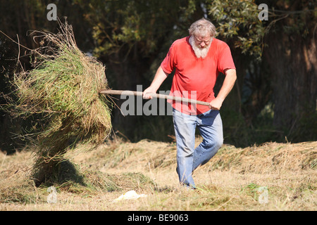 Natuurbeheer, Hooien in Hooiland in Natuurreservaat, Belgien Naturpflege, drehen Heu in Hayfield im Naturschutzgebiet, Belgien Stockfoto